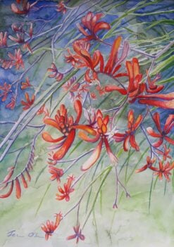 Red Kangaroo Paw